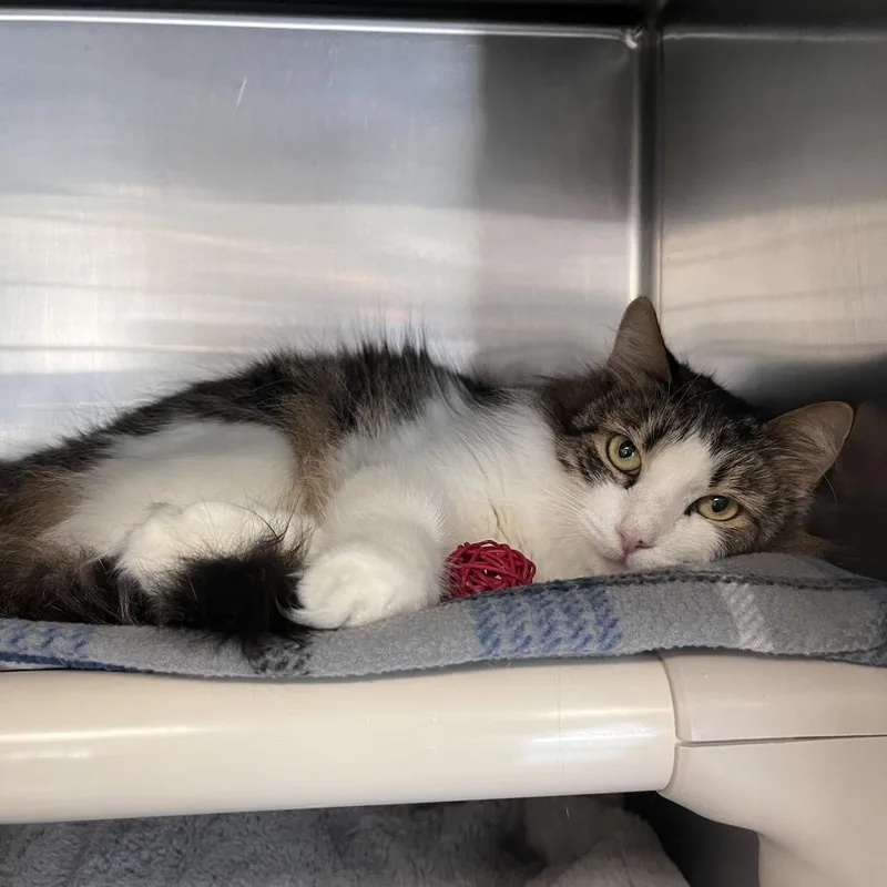 Porkchop thumbnail 2