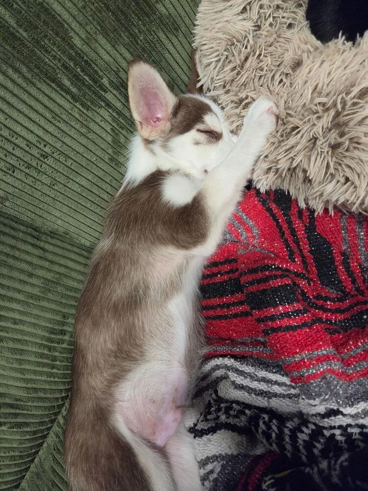 A baby small-sized male Husky dog named Harley for adoption in East Greenville, PA