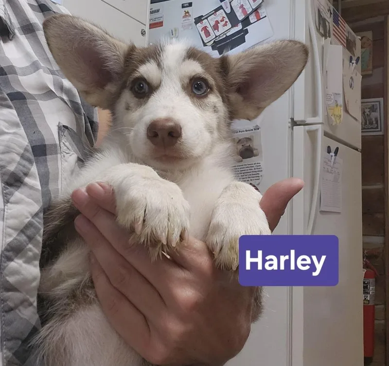 Harley thumbnail 4