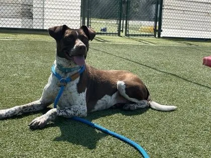 An adult medium-sized female Pointer dog named Henny for adoption in Independence, MO