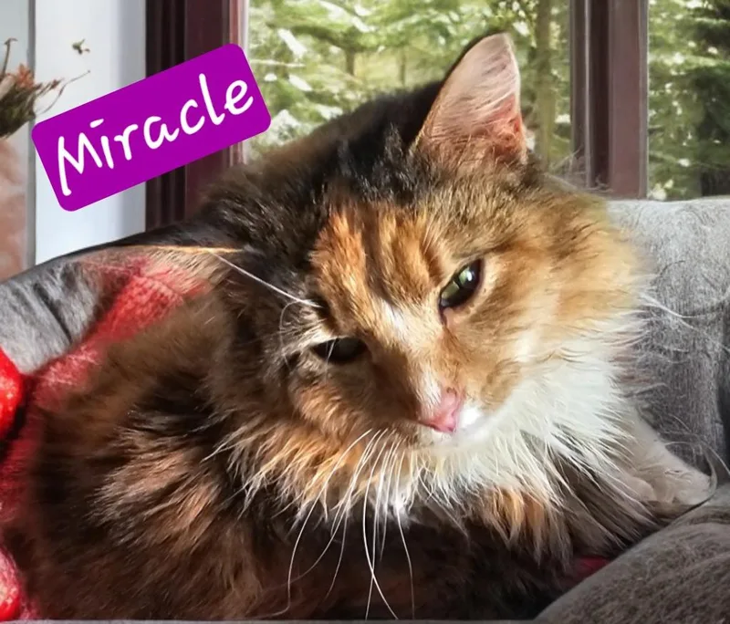 An adult medium-sized female Domestic Medium Hair cat named Miracle for adoption in Jim Thorpe, PA