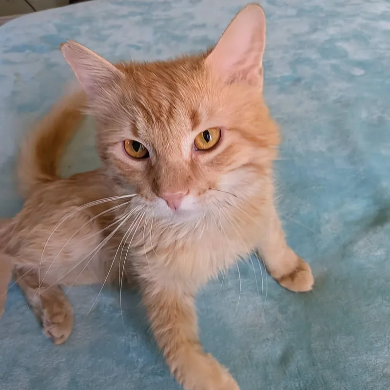 A young medium-sized male Tabby (Orange / Red) Domestic Medium Hair cat named Mason for adoption in Queen Creek, AZ