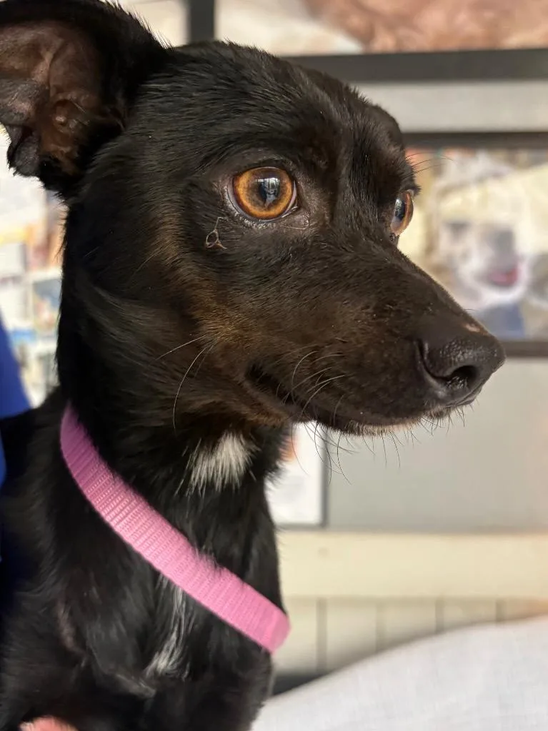 A young small-sized male Chihuahua dog named Wonka for adoption in Fort Worth, TX