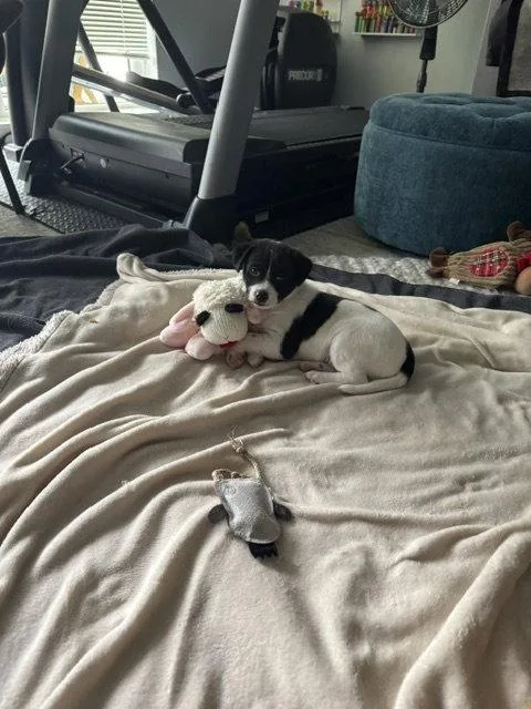 A baby small-sized male Terrier dog named Inky for adoption in Seattle, WA
