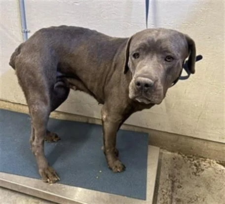 An adult large-sized female Cane Corso dog named Madison for adoption in Camarillo, CA