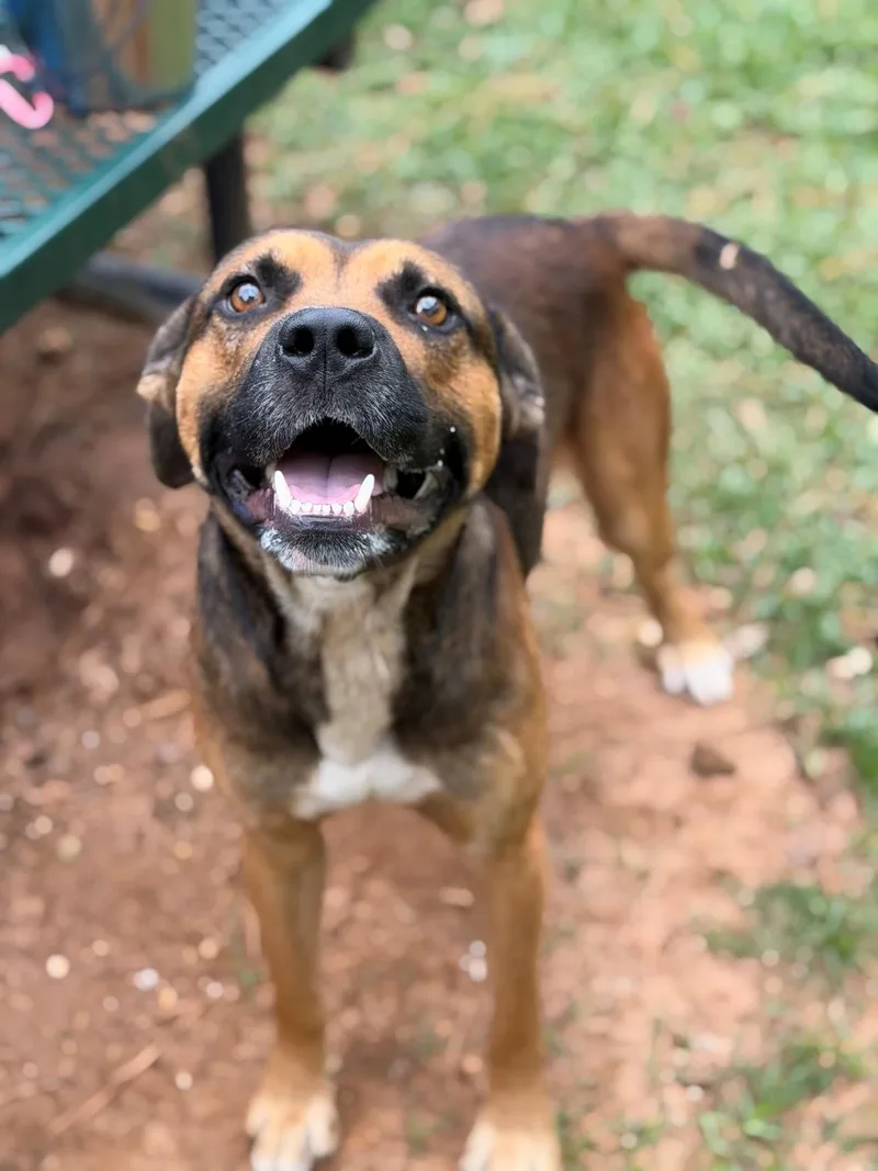 An adult medium-sized male Hound dog named Scarface for adoption in Summerdale, AL