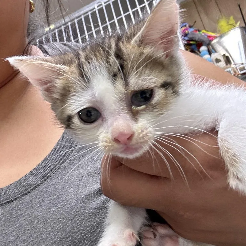 A baby small-sized female White Domestic Short Hair cat named Kiana for adoption in Leander, TX