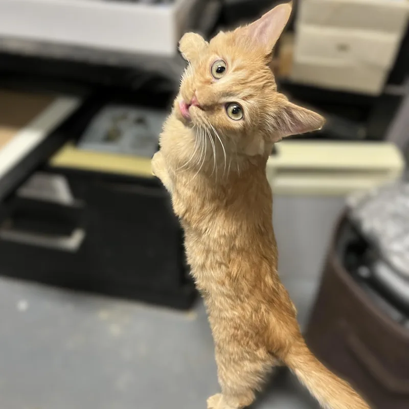 A baby medium-sized male Domestic Medium Hair cat named Scooter for adoption in Shingletown, CA