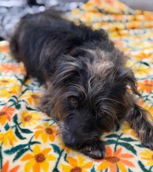 An adult small-sized female Schnauzer dog named Holly for adoption in San Diego, CA
