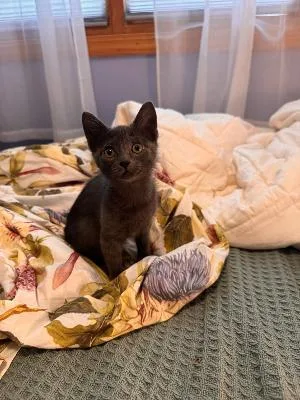 A baby medium-sized female Gray / Blue / Silver Domestic Short Hair cat named Woff for adoption in Mokena, IL