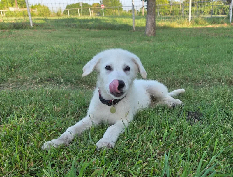 A baby large-sized male Great Pyrenees dog named Gilligan for adoption in University Place, WA