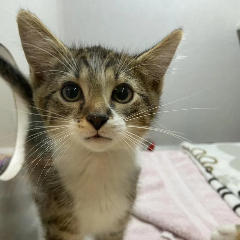 A baby small-sized male White Domestic Medium Hair cat named Biscuit for adoption in Pittsburgh, PA