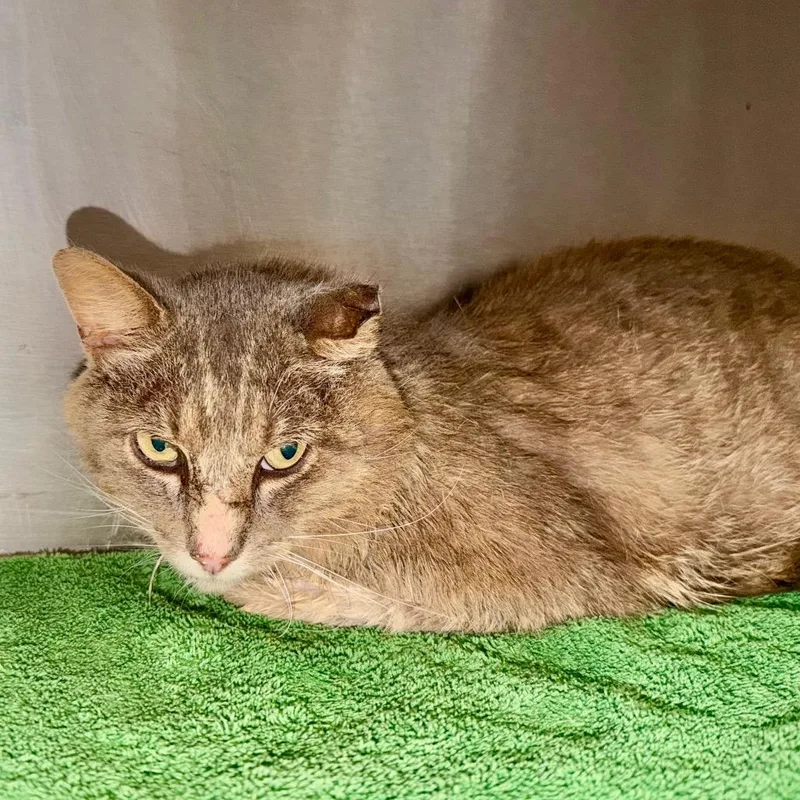 An adult small-sized male Gray / Blue / Silver Domestic Short Hair cat named Sam for adoption in Evensville, TN
