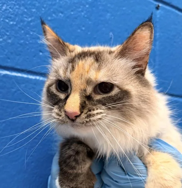 A senior small-sized female Domestic Long Hair cat named Penelope for adoption in Golden, CO