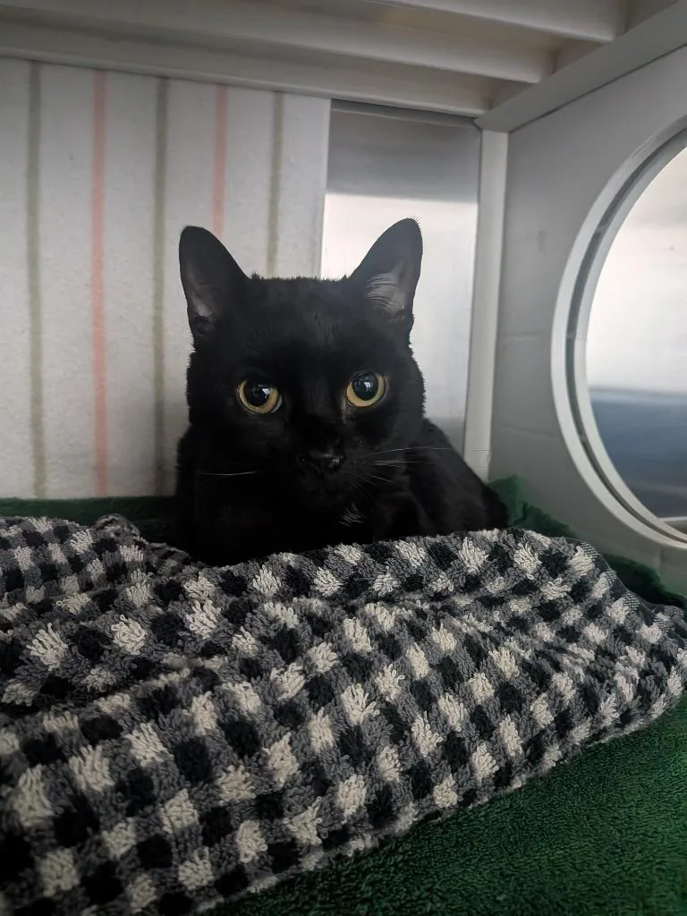 An adult small-sized male Domestic Short Hair cat named Buzby for adoption in Hyde Park, NY