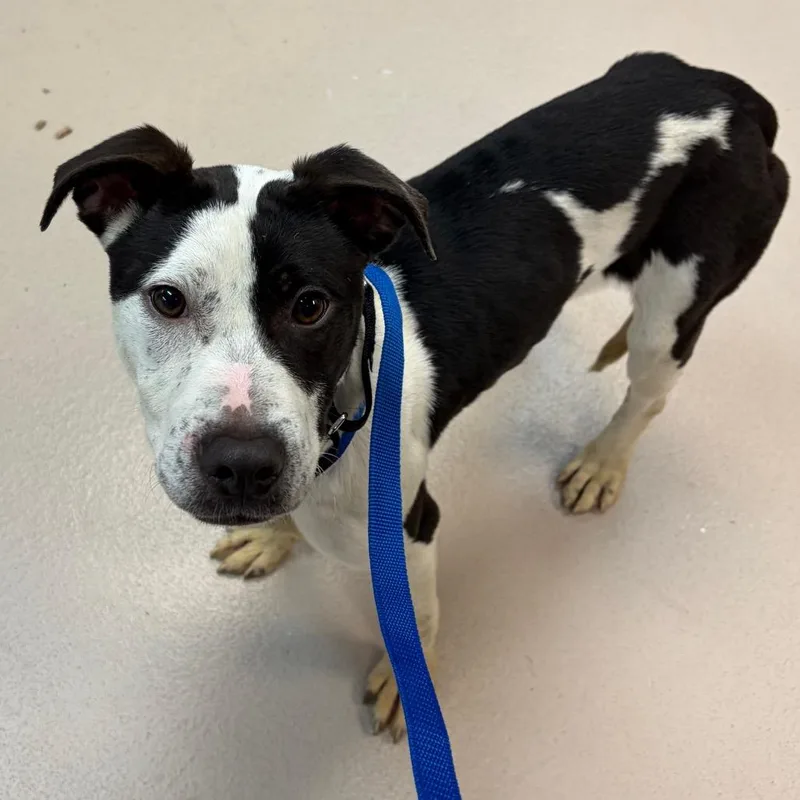 A young small-sized female Black Pit Bull Terrier dog named Guppy for adoption in Newark, NJ