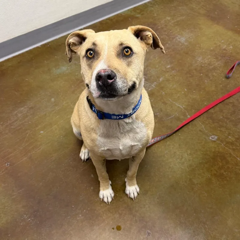 An adult large-sized male Yellow / Tan / Blond / Fawn Pit Bull Terrier dog named Van for adoption in Albuquerque, NM