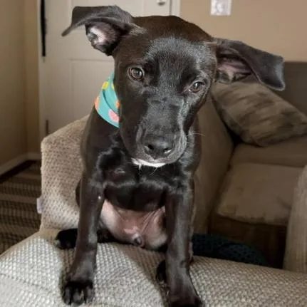 A baby medium-sized female Pit Bull Terrier dog named Rose for adoption in Fort Collins, CO