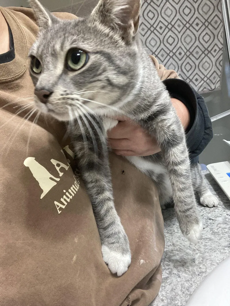 An adult small-sized female Gray & White Domestic Short Hair cat named Santa Maria for adoption in San Diego, CA