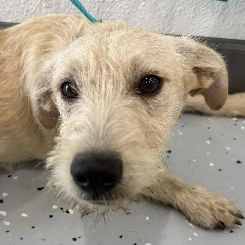 An adult medium-sized male Wirehaired Terrier dog named Belton for adoption in Calverton, NY