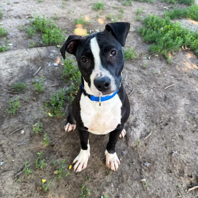 A young medium-sized male Black Pit Bull Terrier dog named Chase for adoption in Valparaiso, IN