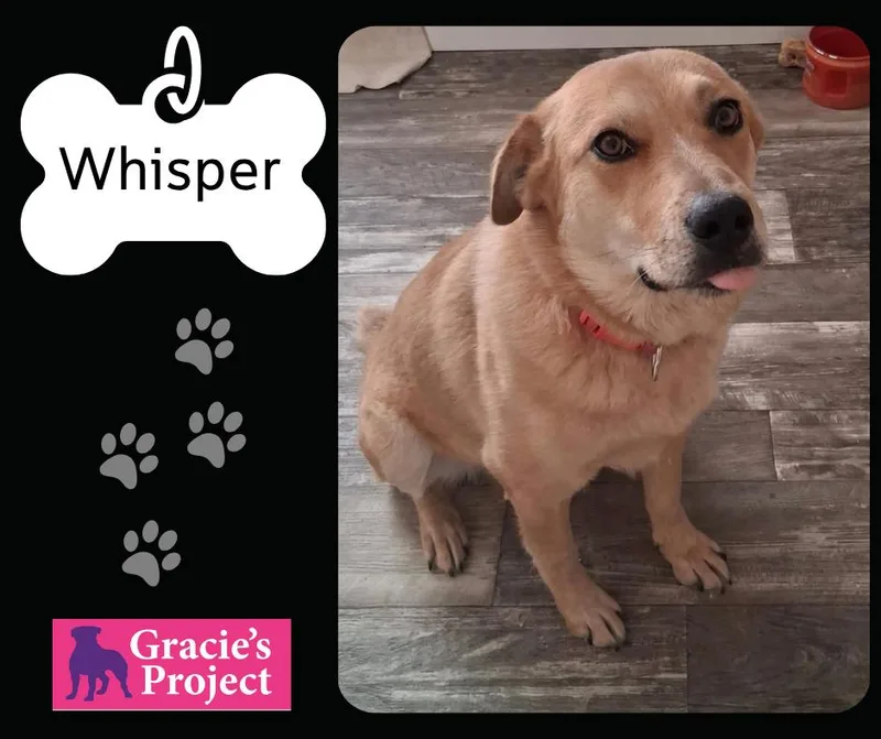 Whisper
