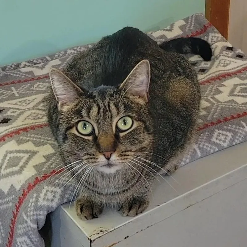 A senior large-sized male Brown / Chocolate Domestic Short Hair cat named Gus for adoption in Brimfield, MA