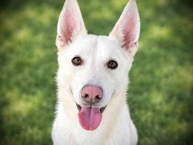 An adult medium-sized male Siberian Husky dog named Chunky for adoption in Bonita, CA