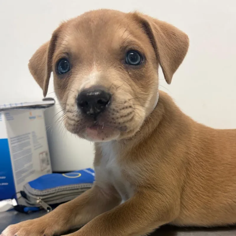 A baby small-sized male Yellow / Tan / Blond / Fawn Pit Bull Terrier dog named Rocklin for adoption in Nashville, TN