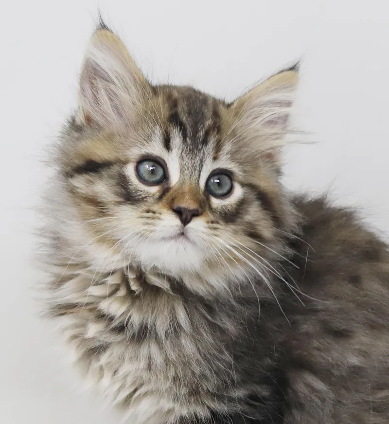 A baby small-sized female Torbie Maine Coon cat named Lady Danbury Is Going for adoption in Bedford Hills, NY