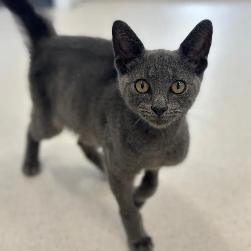 A baby small-sized male Domestic Short Hair cat named Gwayne for adoption in Port Washington, NY
