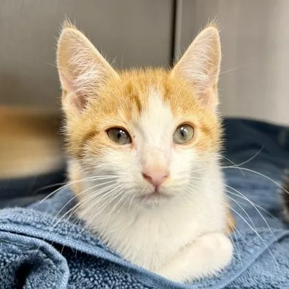 A baby small-sized male Orange / Red Domestic Short Hair cat named X Ron for adoption in Atlanta, GA