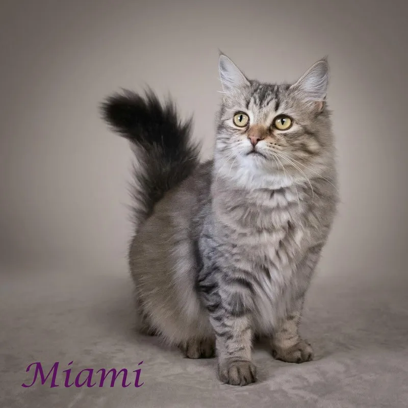 Miami C