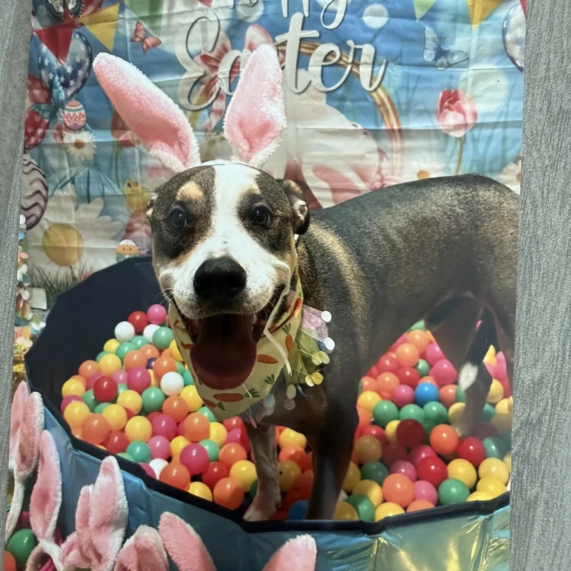 A young large-sized male Tricolor (Brown, Black, & White) American Bulldog dog named Bruno for adoption