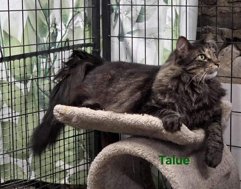 An adult large-sized male Maine Coon cat named Talue for adoption in Whitewater, WI