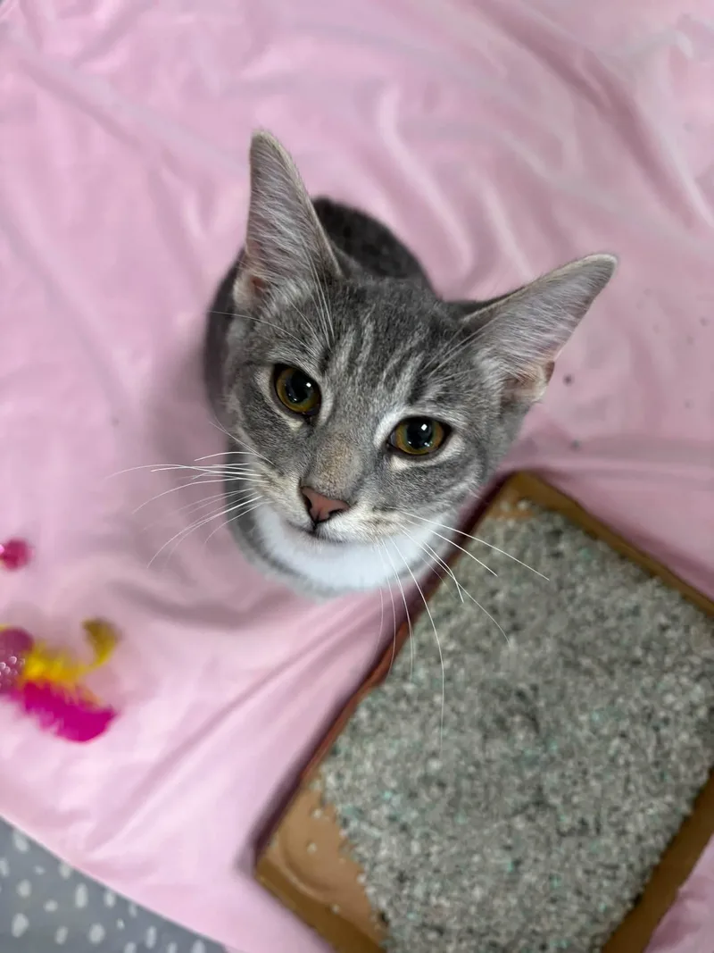 A baby small-sized female Domestic Short Hair cat named Piper for adoption in Columbus , OH