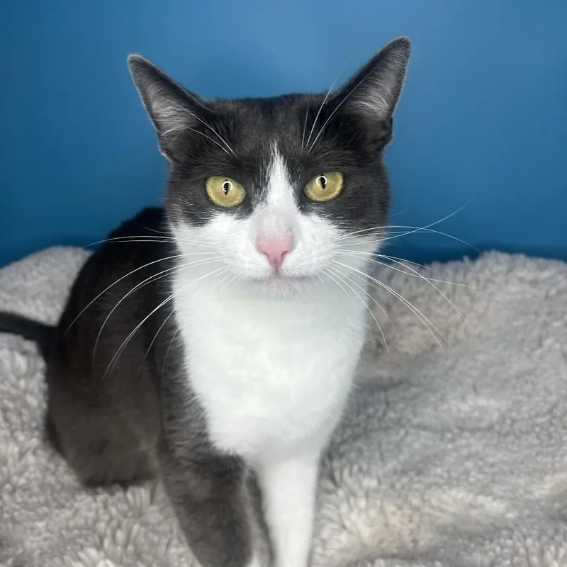 A young medium-sized female Gray / Blue / Silver Domestic Short Hair cat named Butter for adoption in San Antonio, TX