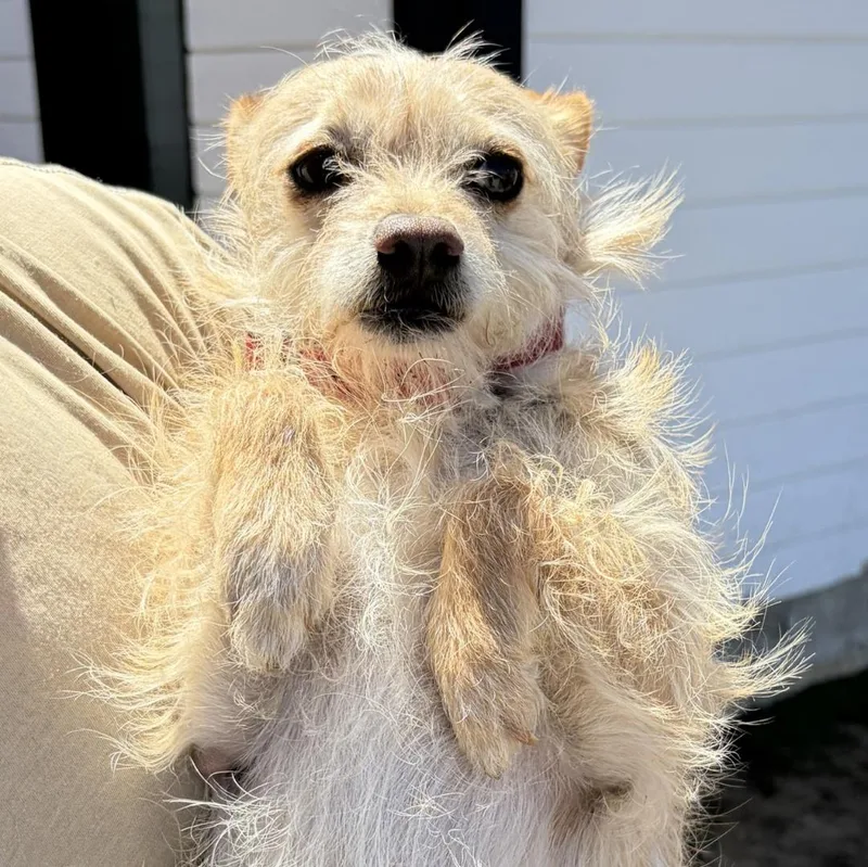 An adult small-sized male White / Cream Wirehaired Terrier dog named Knick Knack for adoption in Burbank, CA