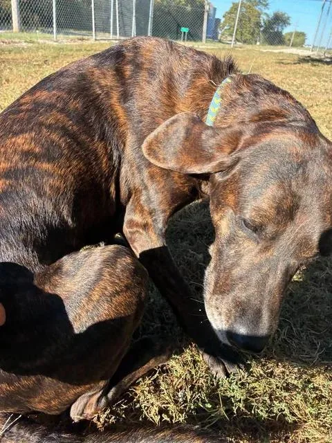 An adult medium-sized female Brindle Plott Hound dog named Rose for adoption in Mason City, IL