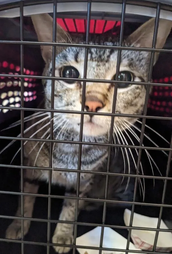 A young large-sized male Domestic Short Hair cat named Archie for adoption in El Cajon, CA