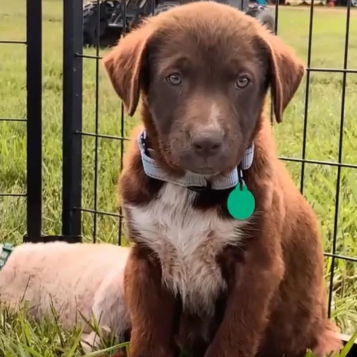 A baby small-sized female Brown / Chocolate Mixed Breed dog named Thin Mint for adoption in Buffalo, MN