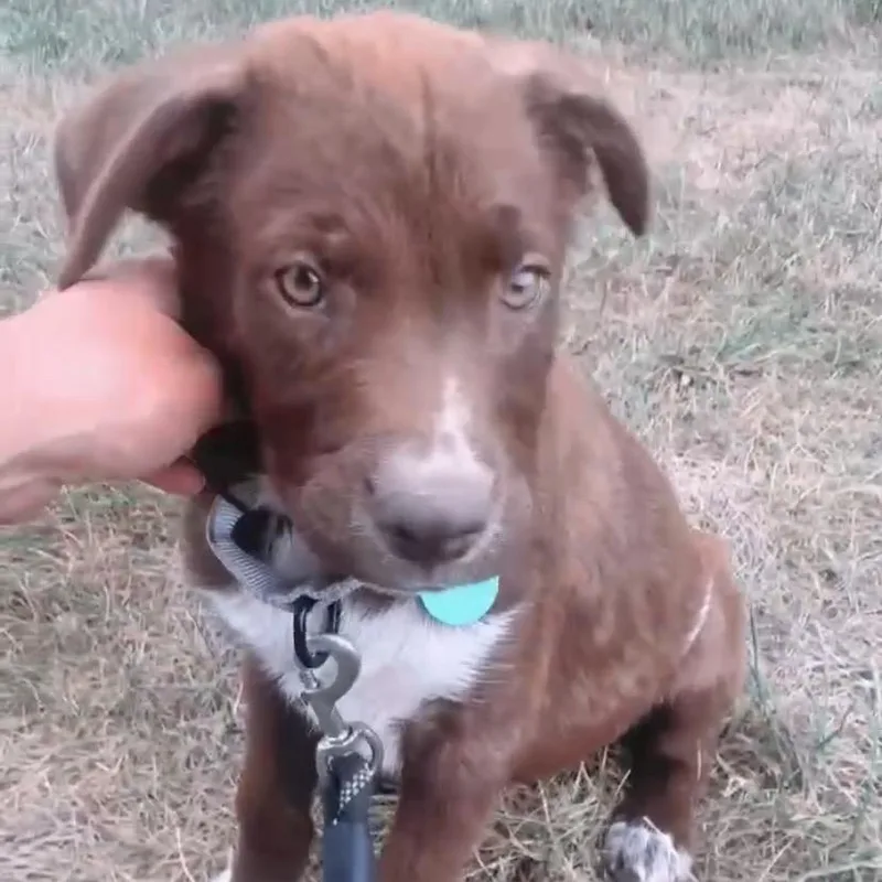 Thin Mint thumbnail 3