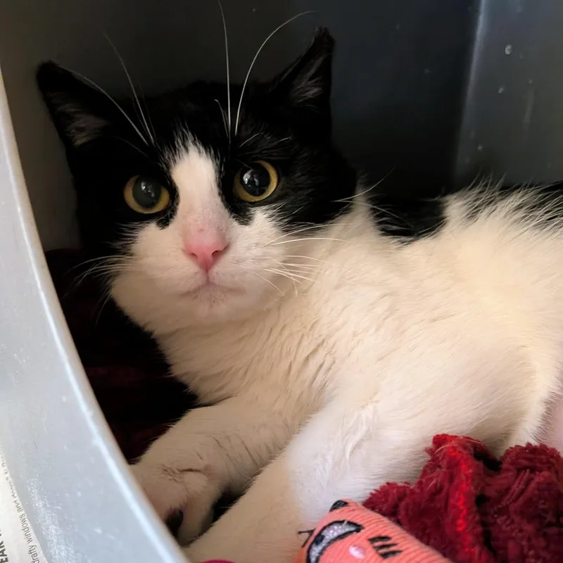 An adult medium-sized female Black Domestic Short Hair cat named Margaret for adoption in Waukesha, WI