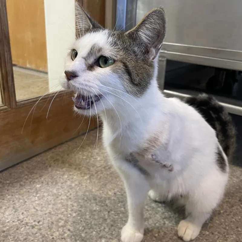 A young small-sized female White Domestic Short Hair cat named Reese Whiskerspoon for adoption in South Haven, MI