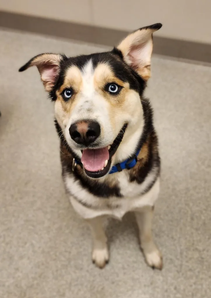 A young medium-sized male Husky dog named Koda for adoption in Superior, WI