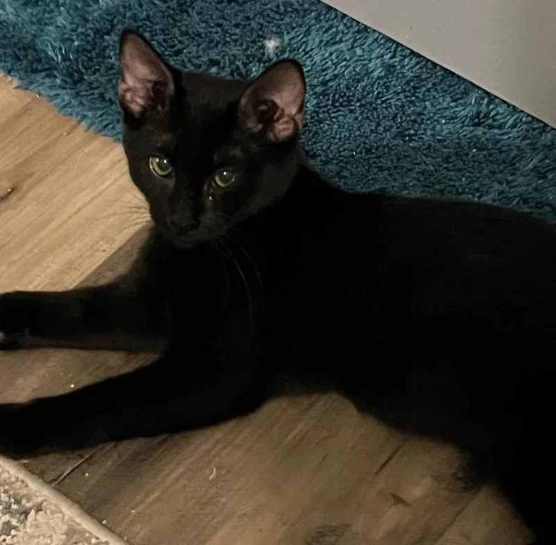 Megan Fox thumbnail 3