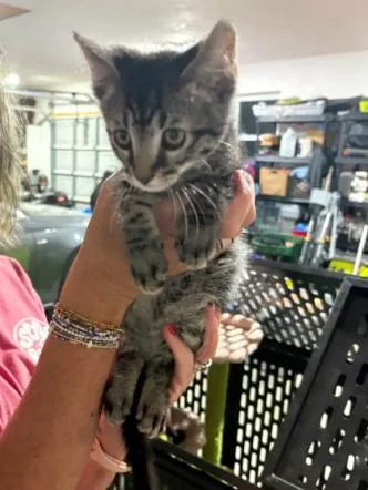 A baby medium-sized male Tabby (Gray / Blue / Silver) Domestic Short Hair cat named Toasty for adoption in Lemoyne, PA