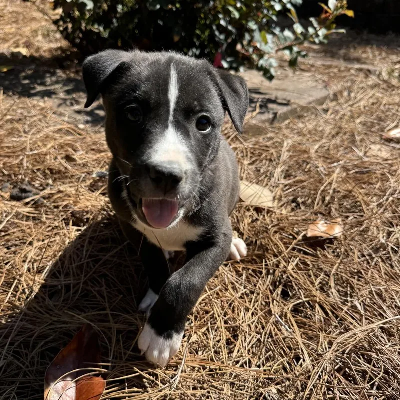 A baby medium-sized female Black Labrador Retriever dog named Mama Bear for adoption in Brownsboro, AL