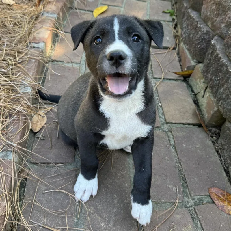 Mama Bear thumbnail 2