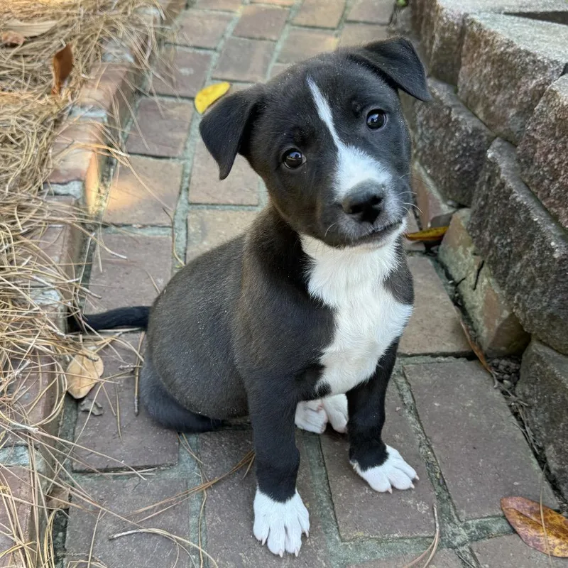 Mama Bear thumbnail 4